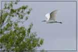 Aigrette garzette